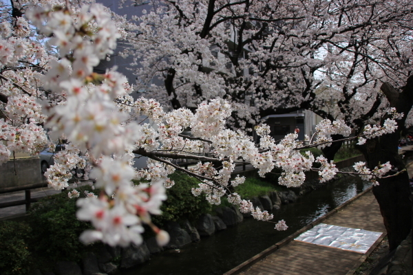 DPP_0131 - コピー.JPG