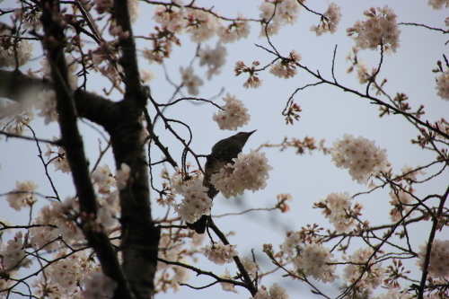 DPP_0143 - コピー.JPG
